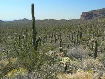 wss2011-day1-6 saguaro plains.jpg (505419 bytes)
